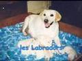 Elevage Blue Lagons Chiens