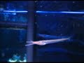 Feeding My Gar Fish Feeding My Gar Fish