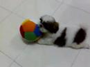 Shih Tsu cute puppy play ball