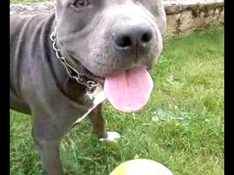 buldog francais