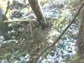 Giant Figure 4 deadfall