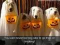 Funny Dog Pics