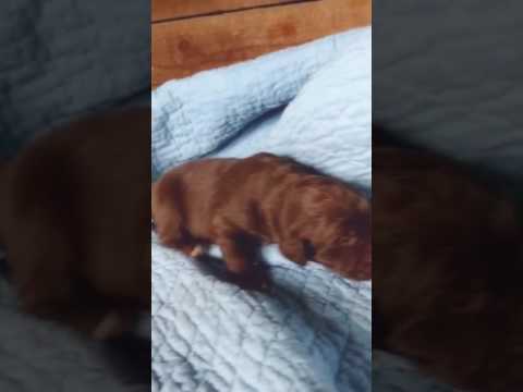 Labradoodle puppy at 2 weeks old! :