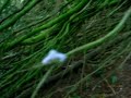 St John the Baptist Holy Well & Ancient Yew Tree, Hope Bagot