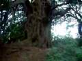 St John the Baptist Holy Well & Ancient Yew Tree, Hope Bagot