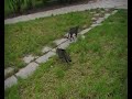 Cute cats 2 (?liczne kotki 2)