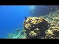 Pufferfish freaking out! Pufferfish freaking out!