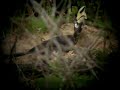 Pied Hornbill