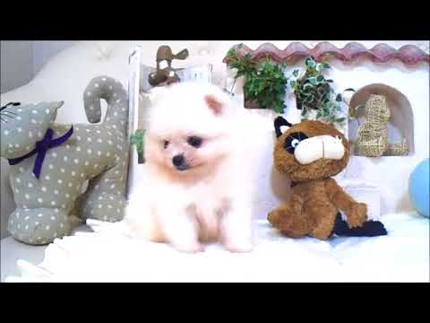 YouTube Preview Image