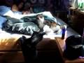 videos de Very Funny cats Fight
