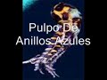 10 animales mas venenosos del planeta