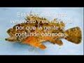 10 animales mas venenosos del planeta