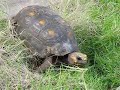 Schildkröte auf Little Corn Island Schildkröte auf Little Corn Island