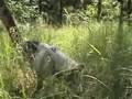 Alaskan Malamute video