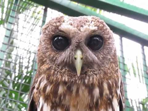 Pygmy Owl - This is the sound a Pygmy Owl makes when you tickle it. See more videos, pictures, GIFS and more at http://www.cutecreaturesgreatandsmall.com/