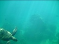 More turtle fun.