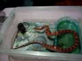 o melhor bote ja dado por uma corn snake..(o beudo)