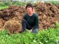 Organic No-Till Living Mulch Composting: Weed Em and Reap