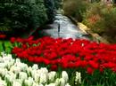 Keukenhof