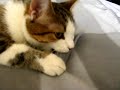 Страшный кот