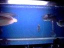 Arowana Tank Arowana Tank