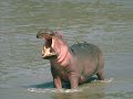 The Hippopotamus Song by Flanders  Swann (live) Recorded at the Fortune Theatre, London, 2 May 1959