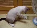 Kitten Fights Air
