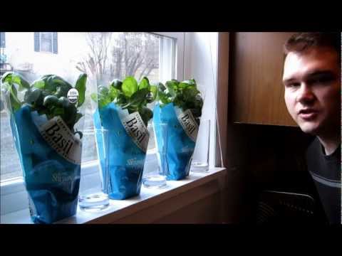 how to fertilize basil