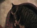 My 28 lb Fat Cat My 28 lb Fat Cat
