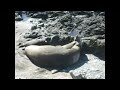 Mating sea lions