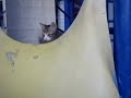 Котенок на детской горке