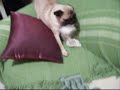 A Fórmula de Capitu