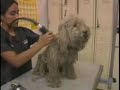 video #9 de Morfo