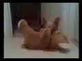 hond in de aanval hond in de aanval