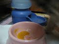 Nicky Eats Baby Food