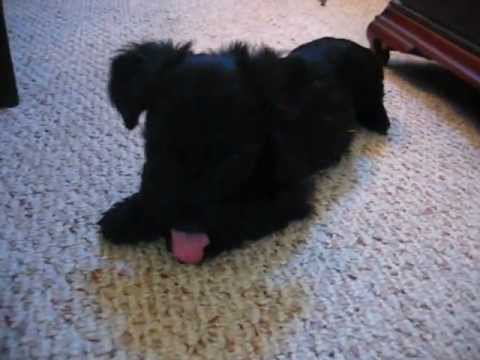 Skye Terrier "Oscar"