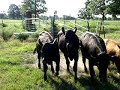Spec working cattle at home.