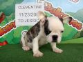 French bulldog For Sale - Clementine  - http://www.bullcanes.net - ceo@bullcanes.net