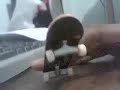 tricks on tech deck basic tricks