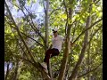 rixa en el arbol