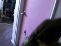 videos de Kiwi and Bloo my new parakeets