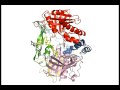 Phi29 DNA Polymerase Nucleotide Incorporation Cycle