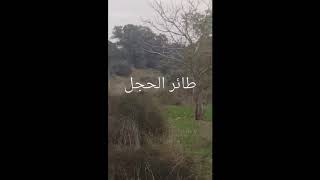 طبيعة الجليل -شفاعمرو احراش قرية هوشة المهجرة طبيعة الجليل -شفاعمرو احراش قرية هوشة المهجرة