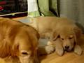 ゴールデンレトリバー/子犬 骨がもらえた