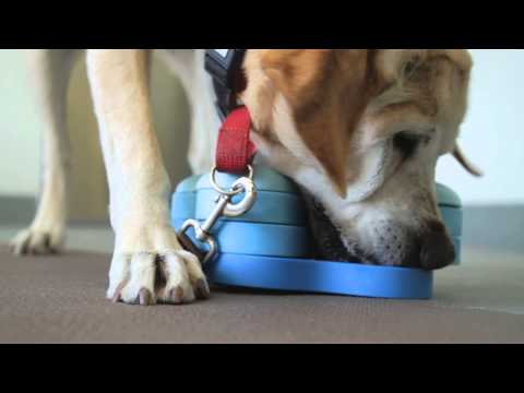 Bonding With Your Labrador Retriever : Dog Behavior & Health