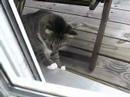 Visit from next door 3