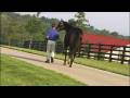 Darley Ad: Songster