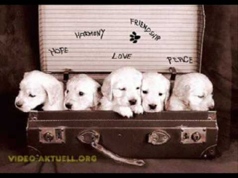 Youtube Video AkPCZd6oaTQ