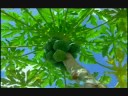 Antigua Agriculture