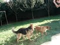 Lolecho mojado